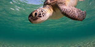 Nat Geo Day Tour: Esperienza di snorkeling per tutta la famiglia ispirata agli esploratori a Cipro