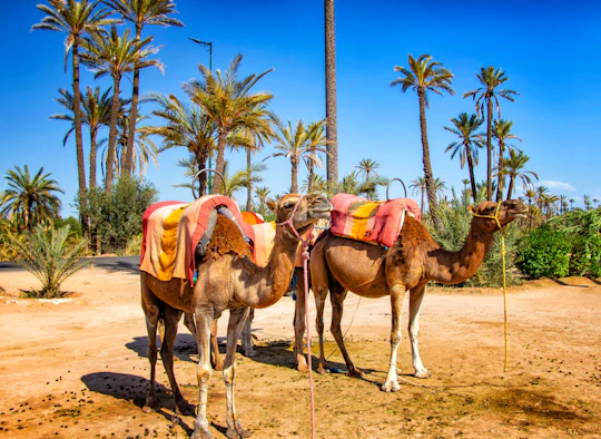 Marrakech camel ride in the palm grove