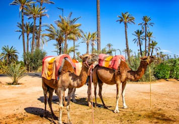 Marrakech camel ride in the palm grove