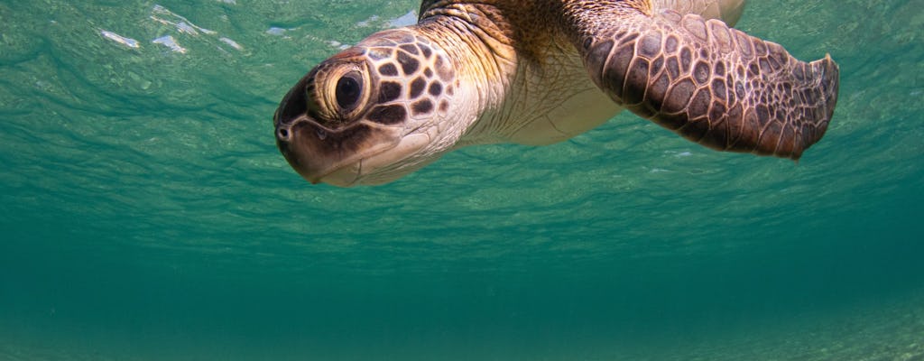 Nat Geo Day Tour : Quête de plongée en apnée en famille inspirée des explorateurs à Chypre