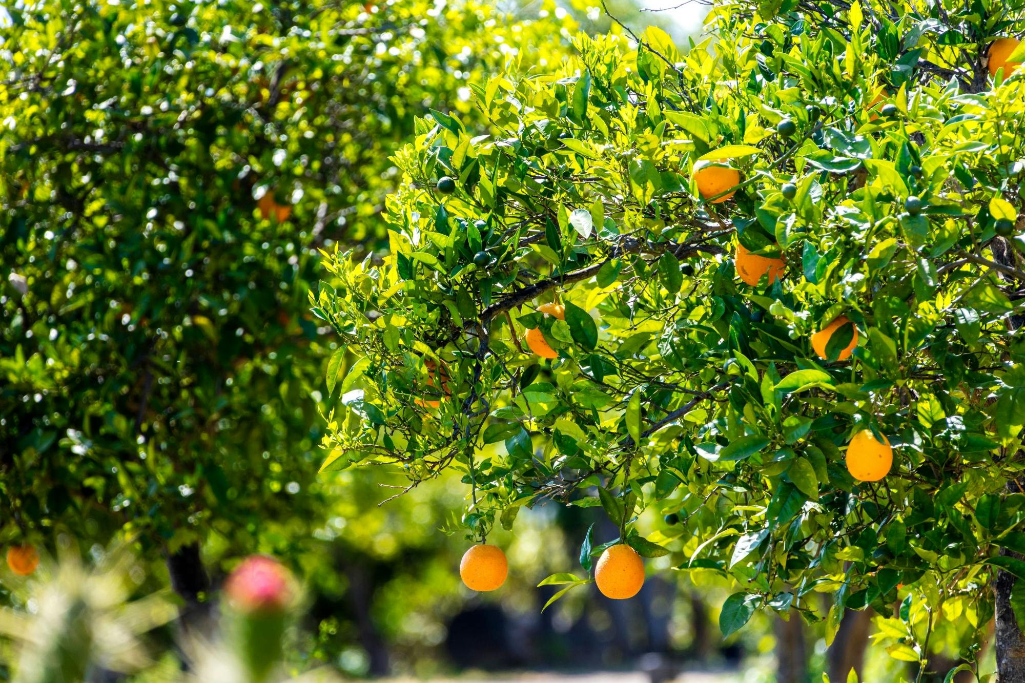 Andalusia tour with El Torcal, Antequera and lunch