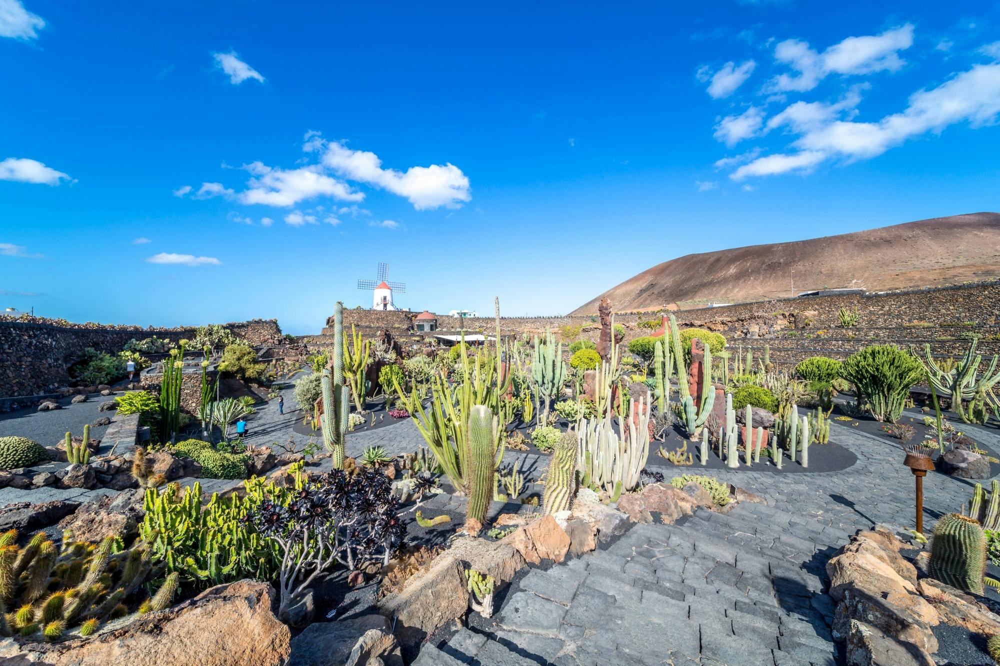 Cesar Manrique’s Lanzarote Tour with Cactus Garden and LagOmar