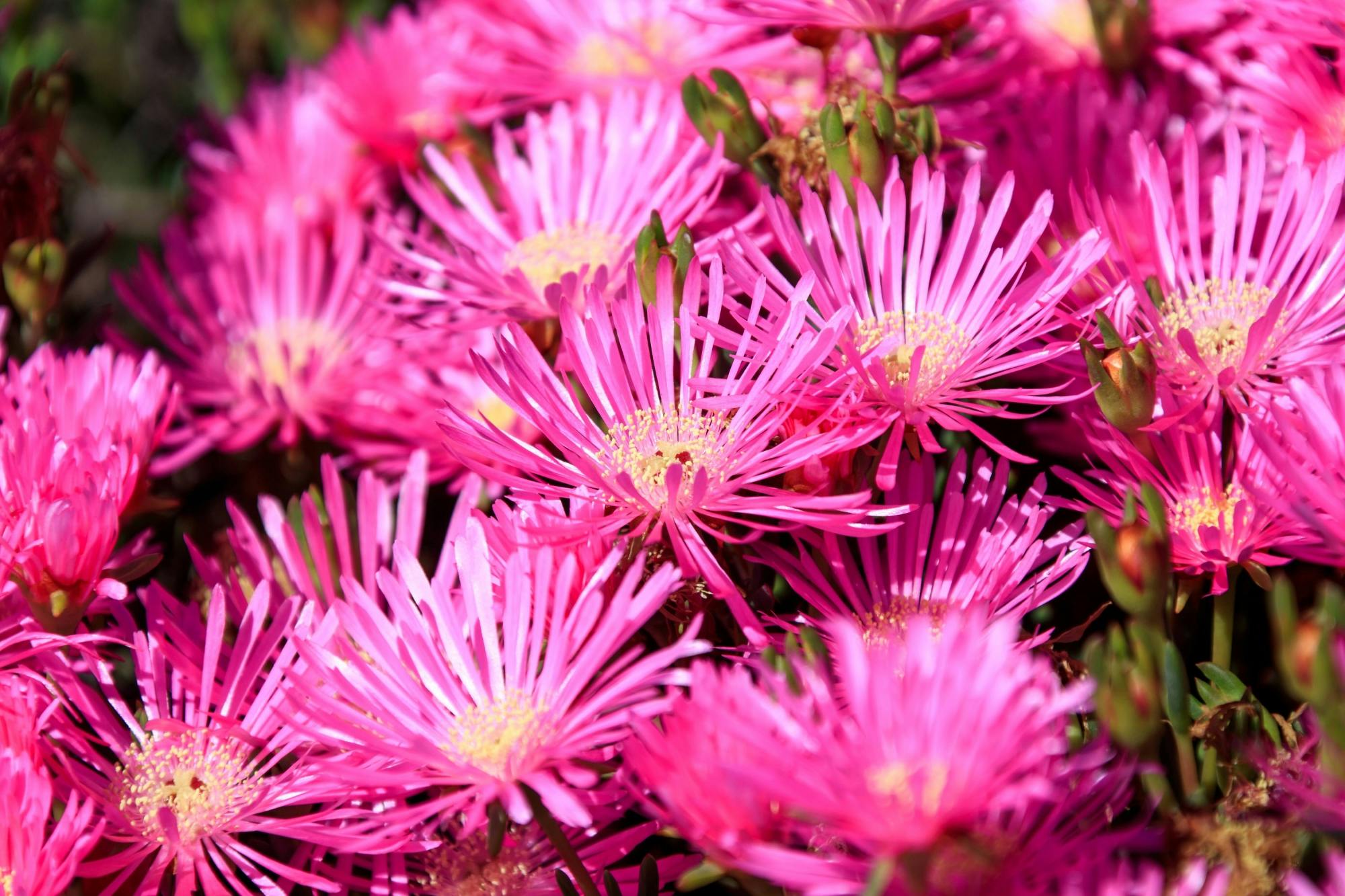 Cesar Manrique’s Lanzarote Tour with Cactus Garden and LagOmar