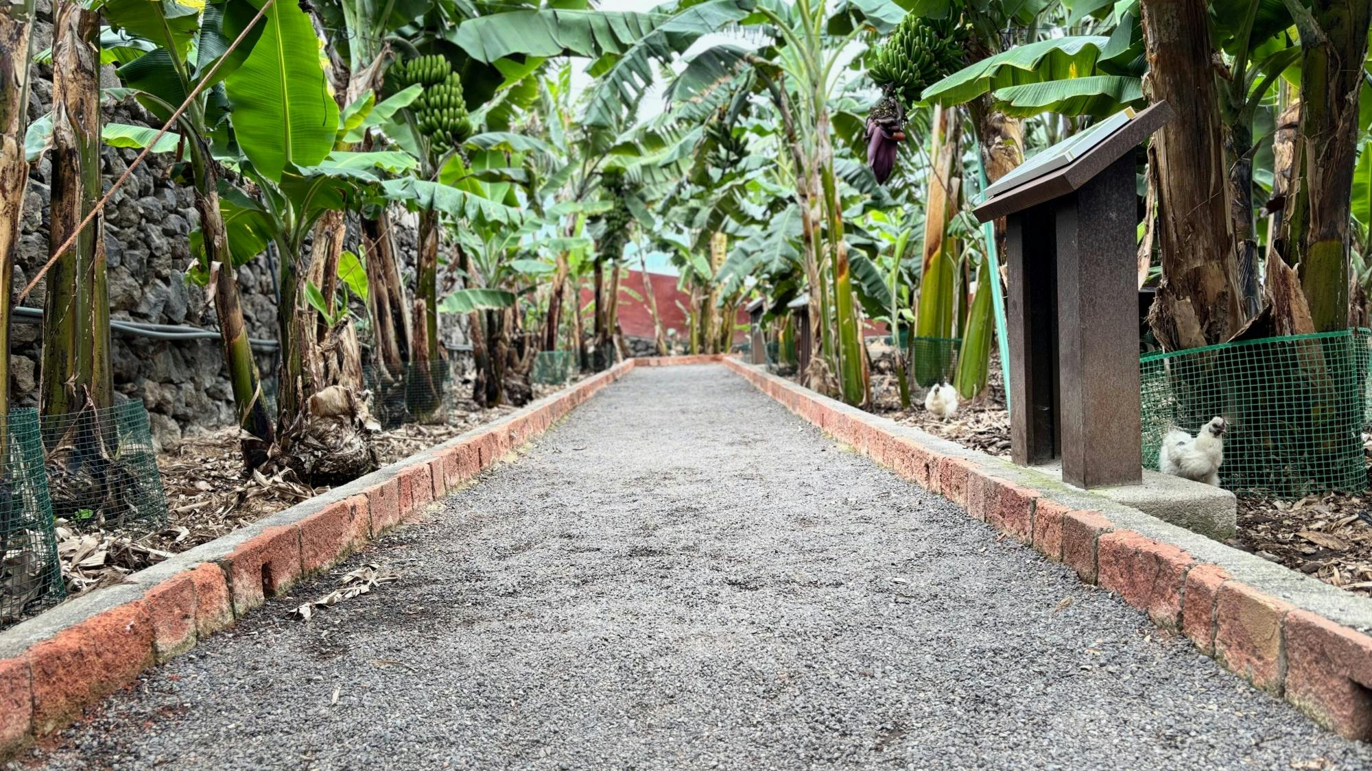 Full Day Tenerife Tour with La Laguna and Lunch