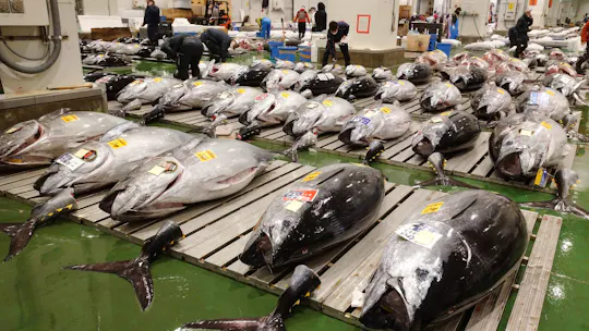 Vente aux enchères de thon de Toyosu, petit-déjeuner de fruits de mer et promenade à Tsukiji à Tokyo