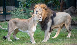 Houston Zoo Admission Ticket