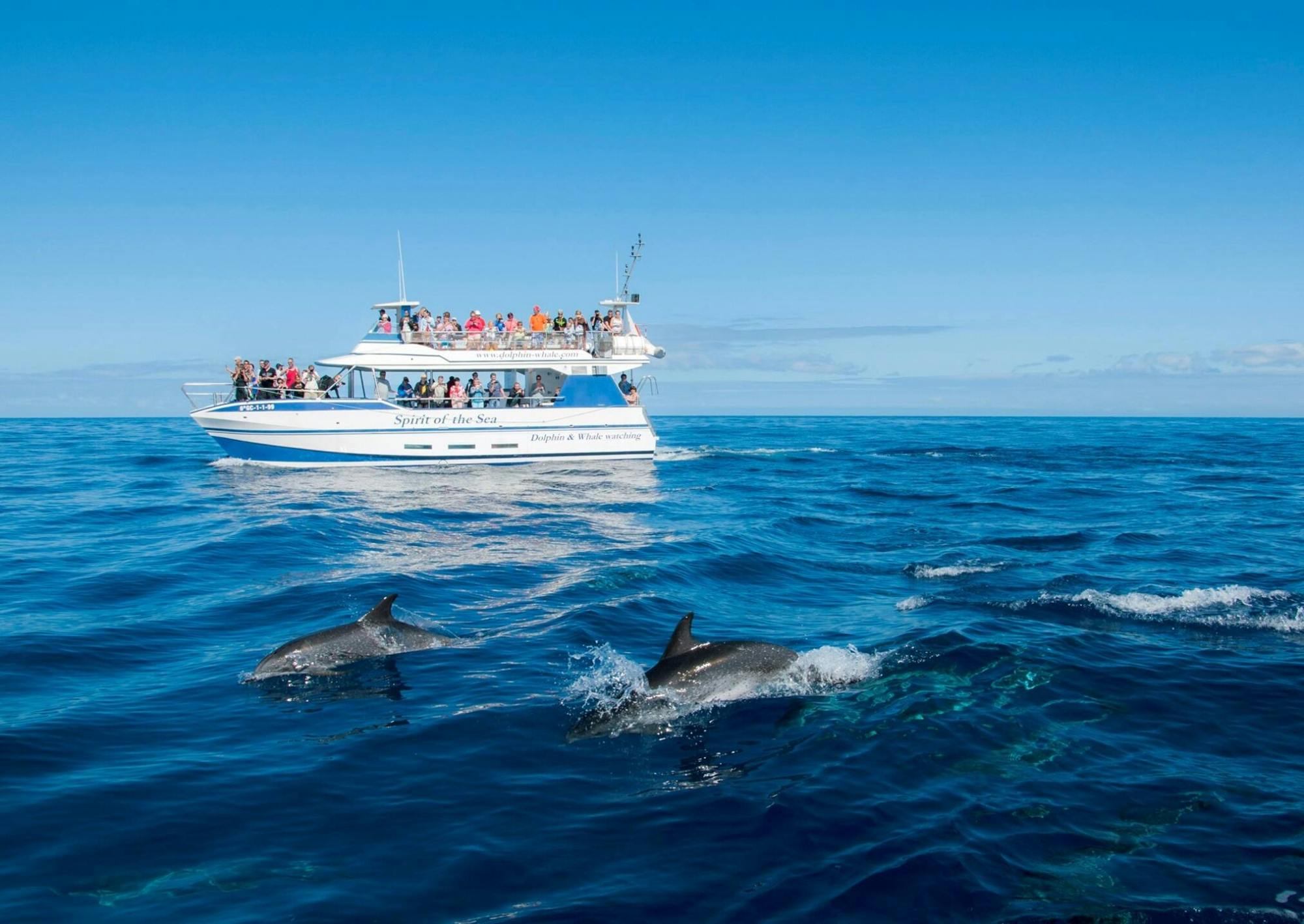 Croisière d'observation des dauphins Spirit of the Sea, Gran Canaria
