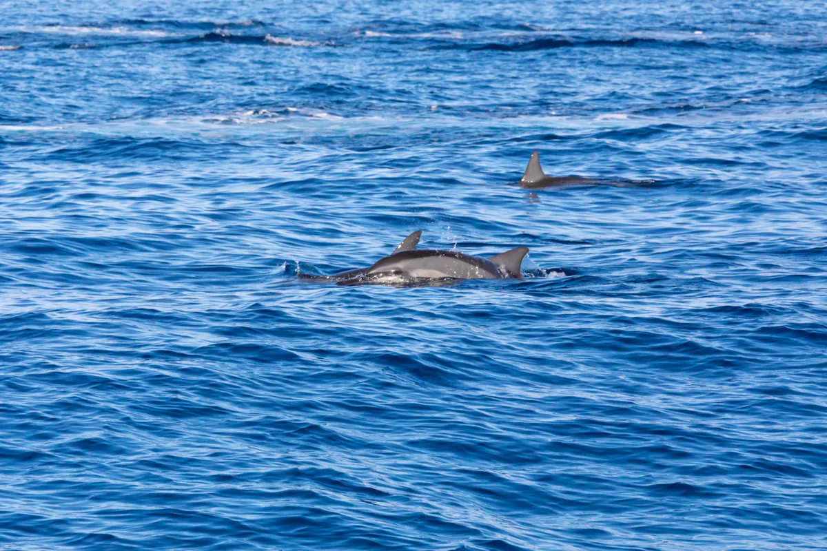 Gran Canaria Spirit of the Sea dolphin-watching cruise
