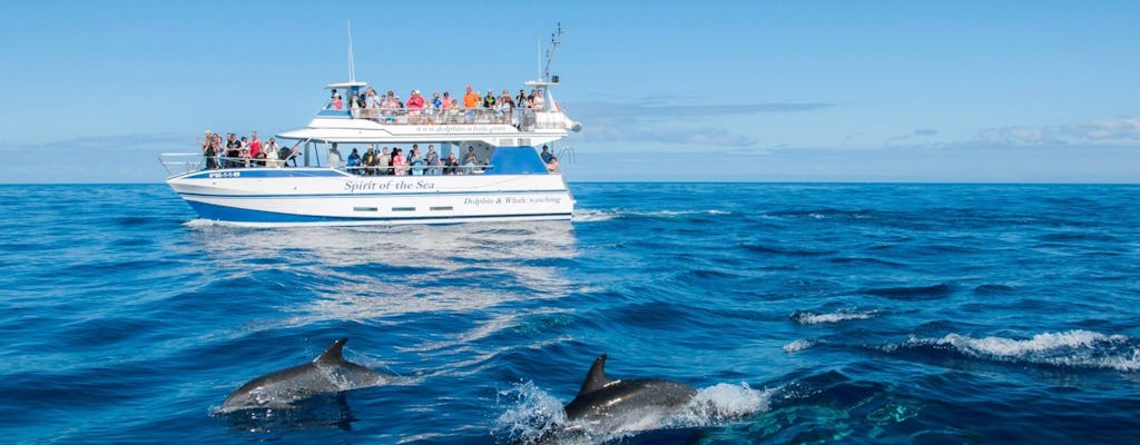 Gran Canaria Spirit of the Sea dolphin-watching cruise