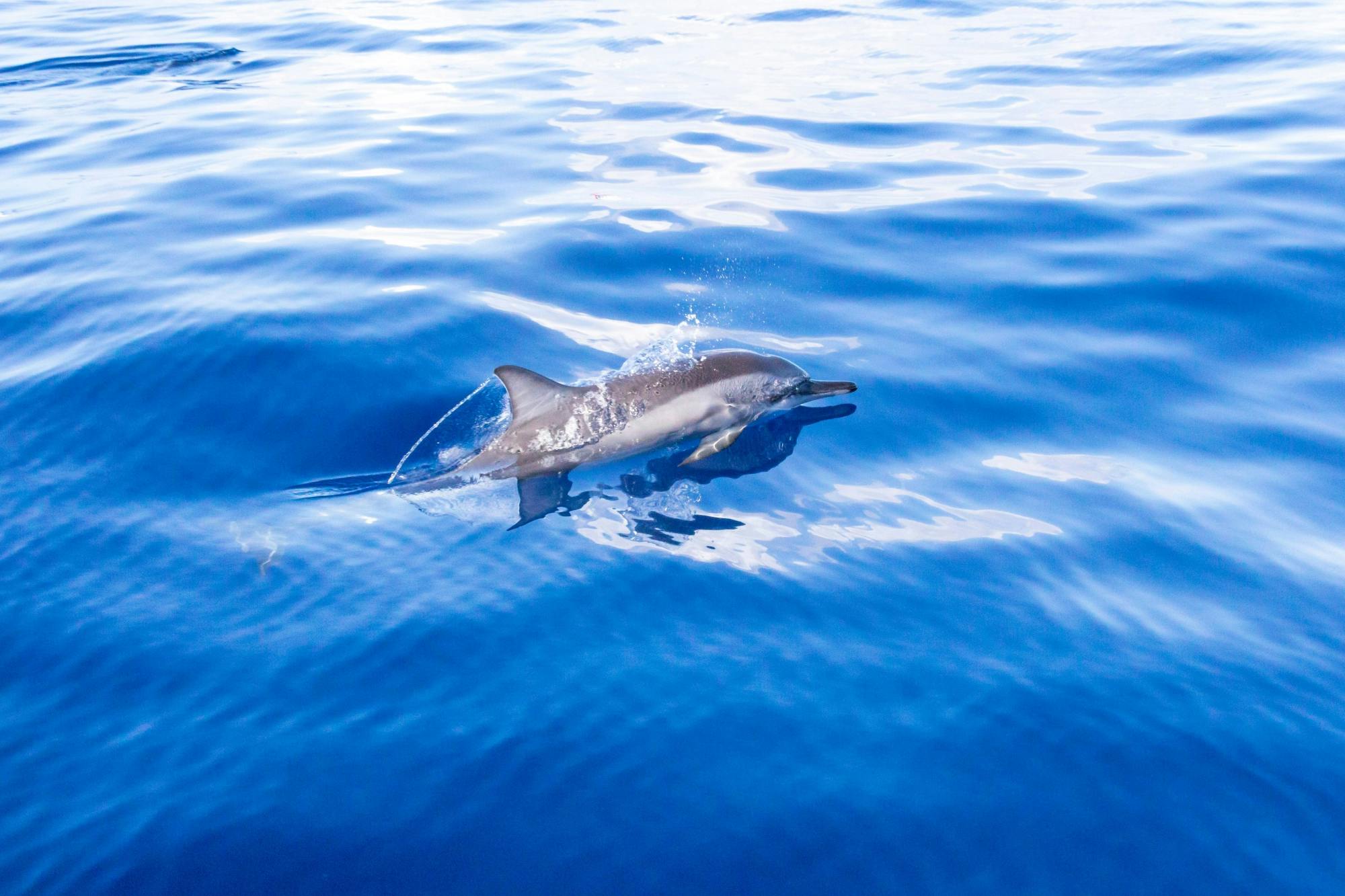 Gran Canaria Spirit of the Sea dolphin-watching cruise
