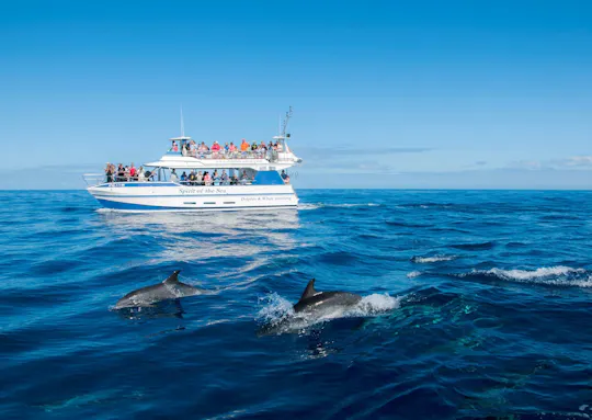 Cruzeiro Spirit of the Sea por Gran Canaria para observação de golfinhos