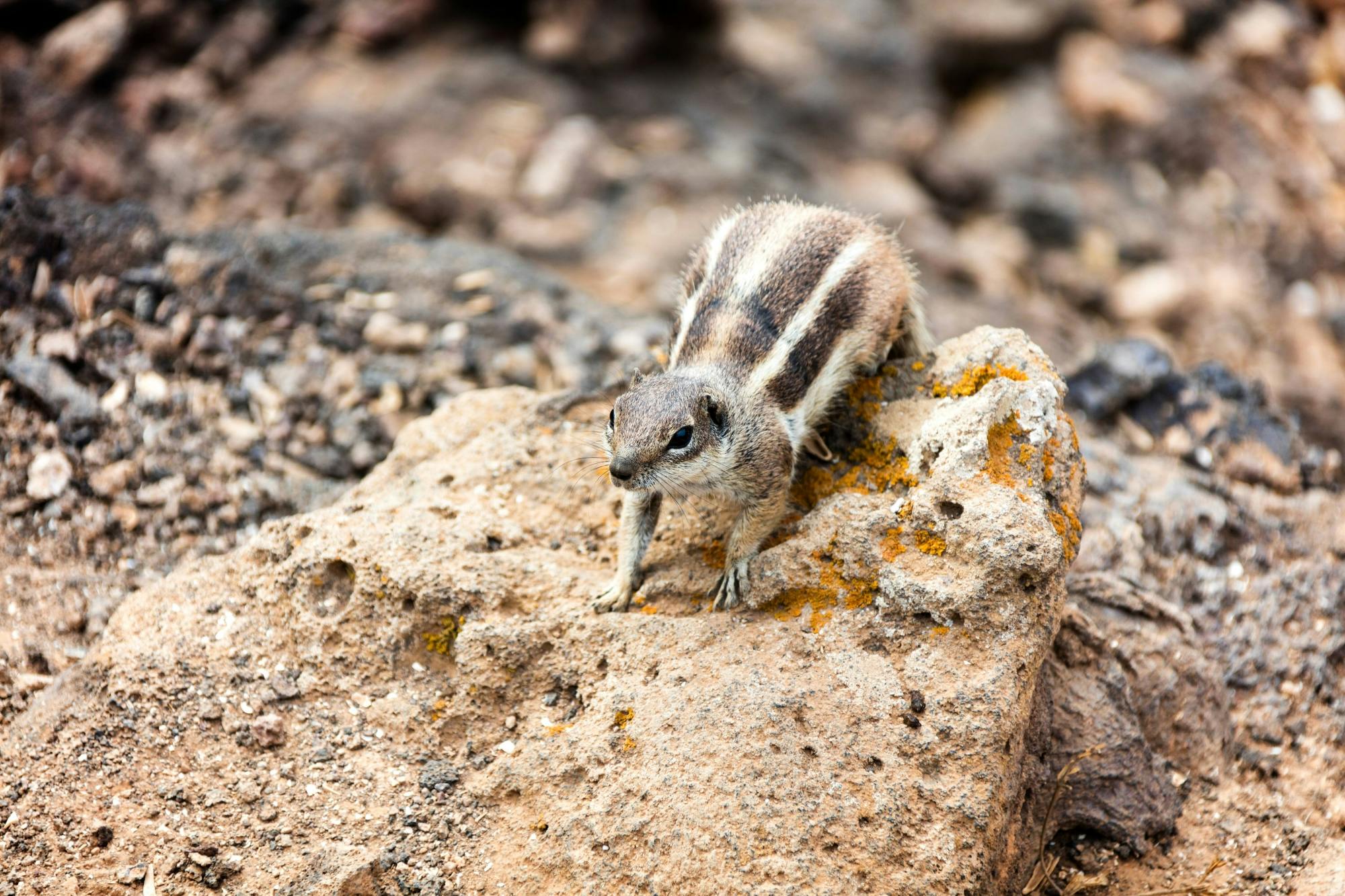 Fuerteventura Villages and Volcanoes Small Group Tour in German
