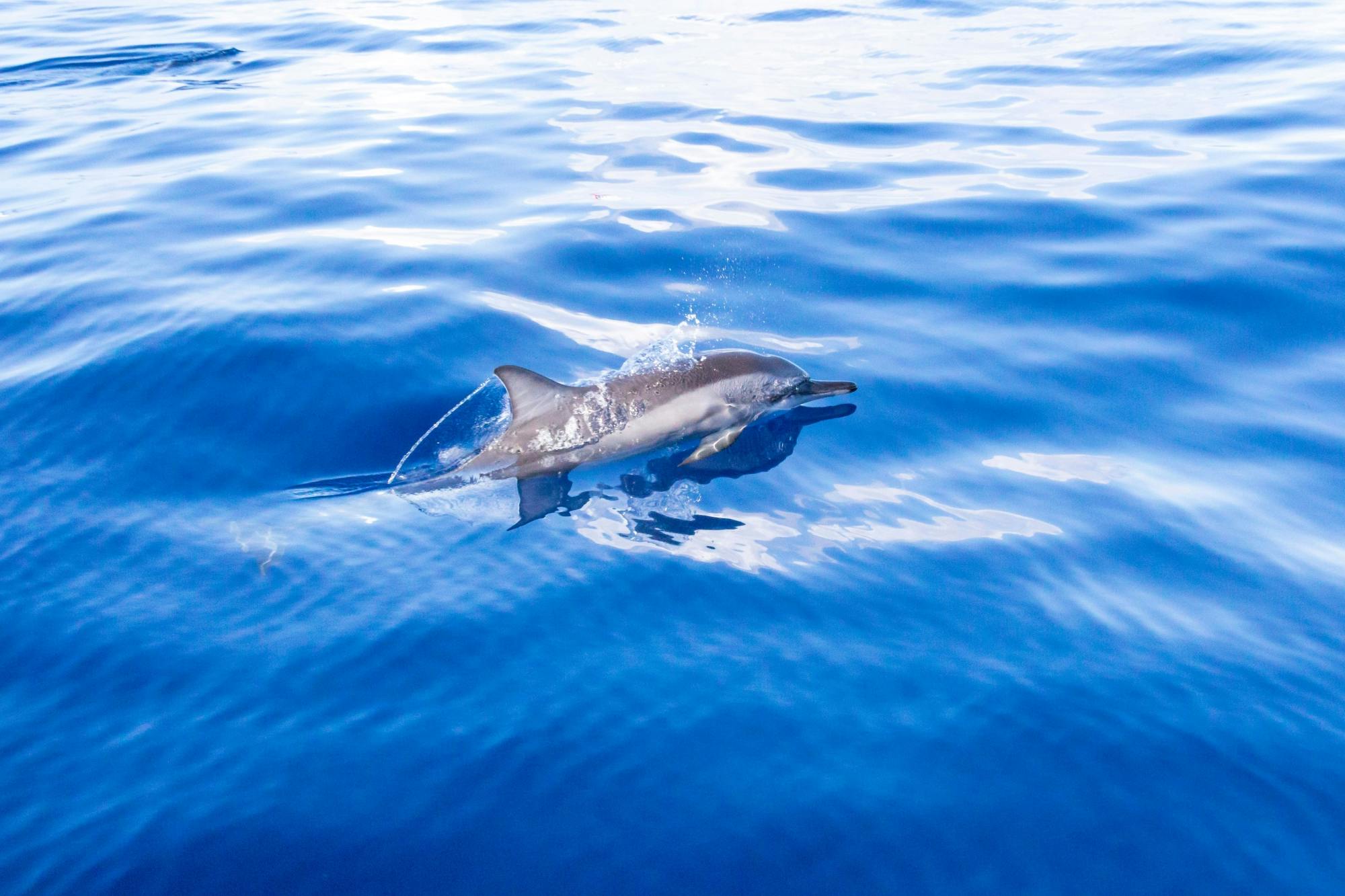 Gran Canaria Spirit of the Sea dolphin-watching cruise
