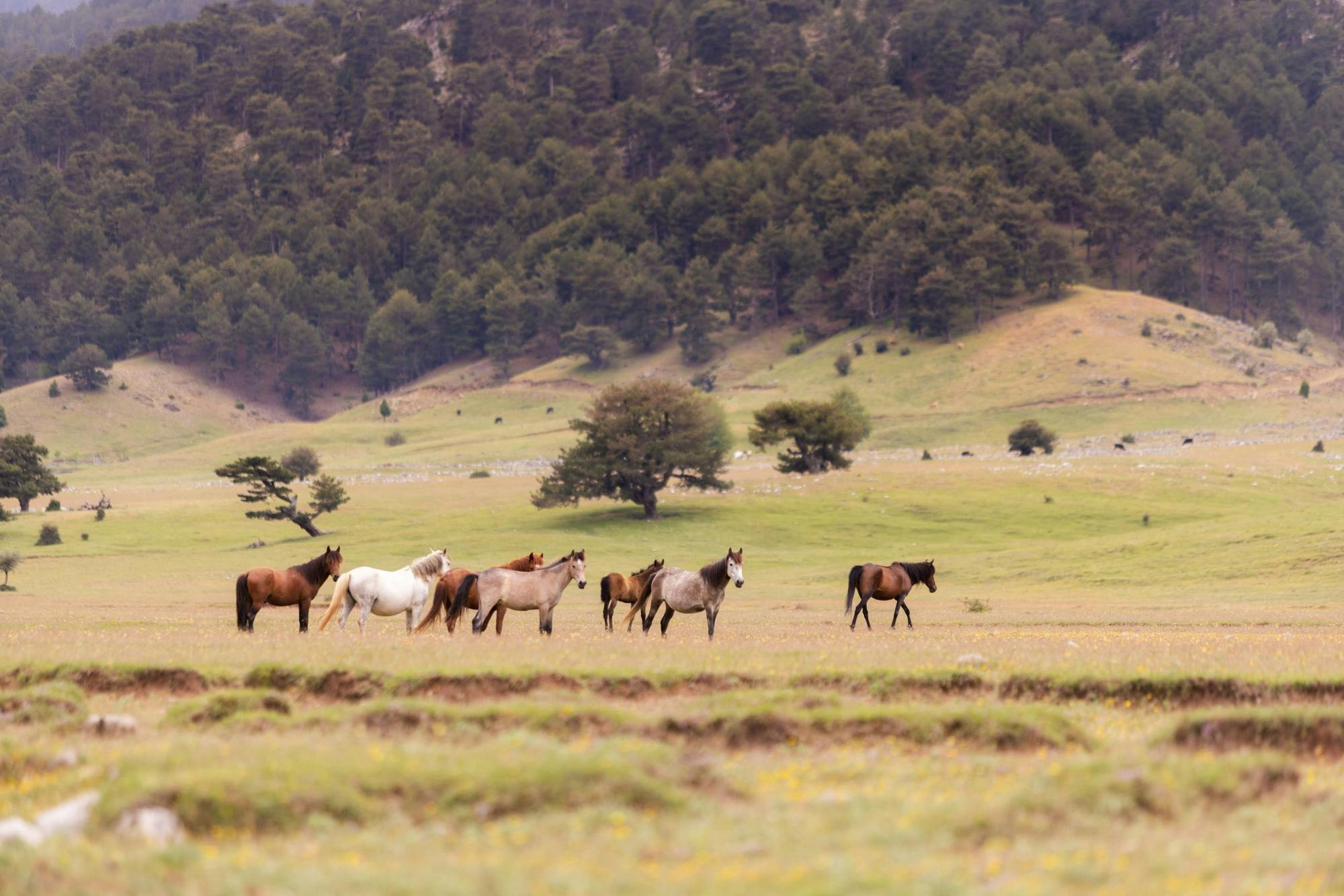Small-group tour of Ormana and the Altrinbesik Caves in Antalya