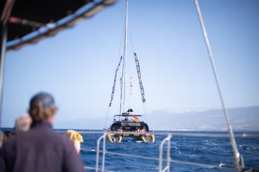 Adults only half-day Tenerife Freebird whale & dolphin catamaran