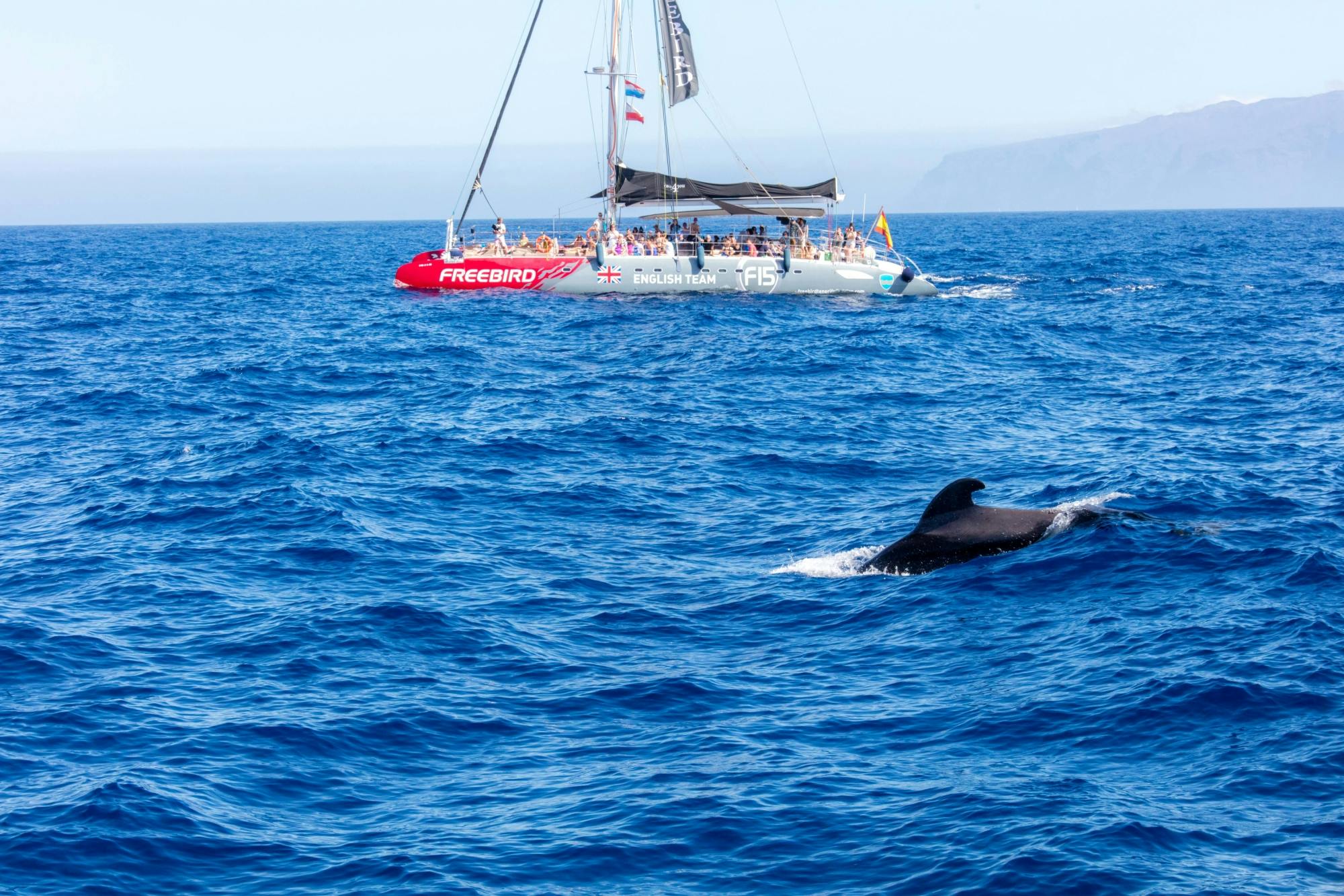 Adults only half-day Tenerife Freebird whale & dolphin catamaran
