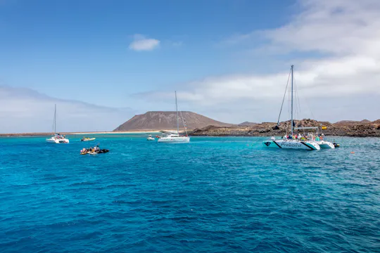 Halvdags hval- og delfinsafari med katamaranen Freebird på Tenerife, kun for voksne