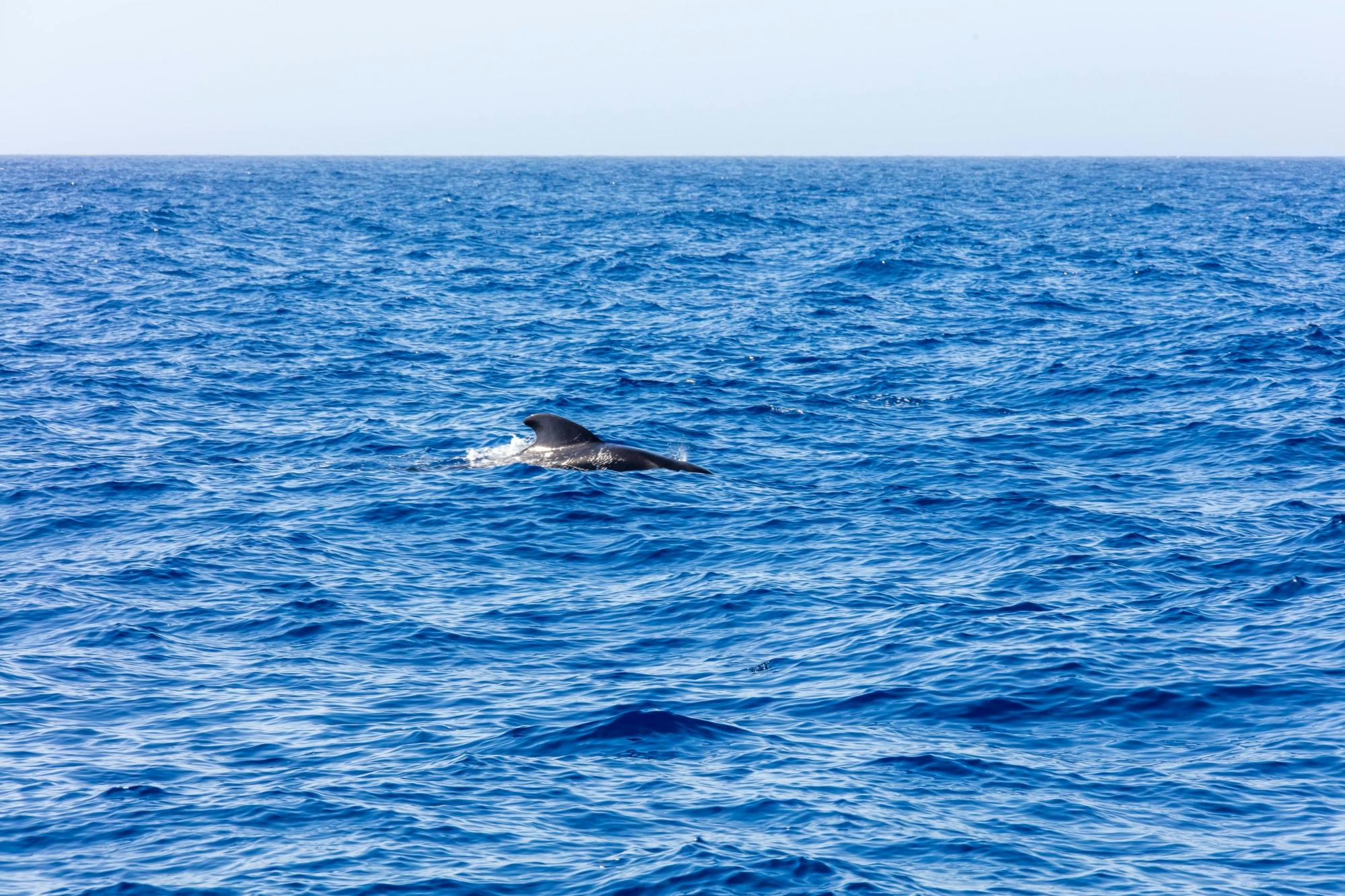 Adults only half-day Tenerife Freebird whale & dolphin catamaran