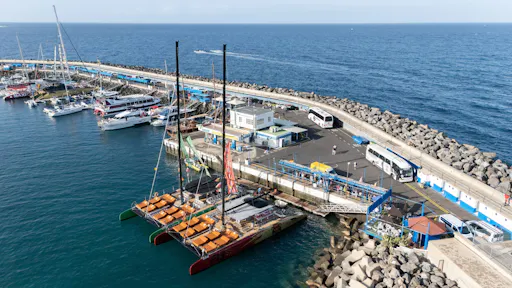 Adults only half-day Tenerife Freebird whale & dolphin catamaran