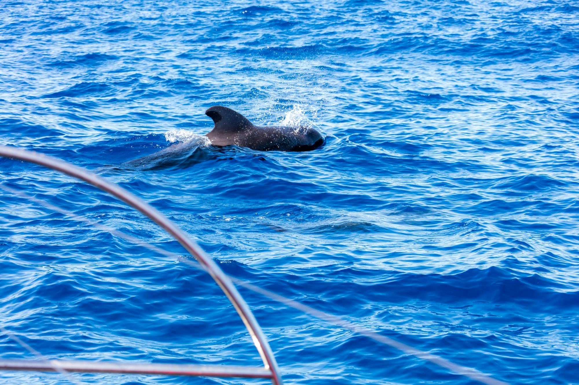 Adults only half-day Tenerife Freebird whale & dolphin catamaran