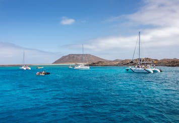 Demi-journée en catamaran : dauphins et baleines à Tenerife - adultes
