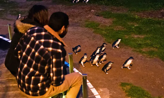 Visita guiada exprés al Desfile de Pingüinos desde Melbourne