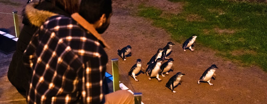 Visite guidée express de Penguin Parade au départ de Melbourne