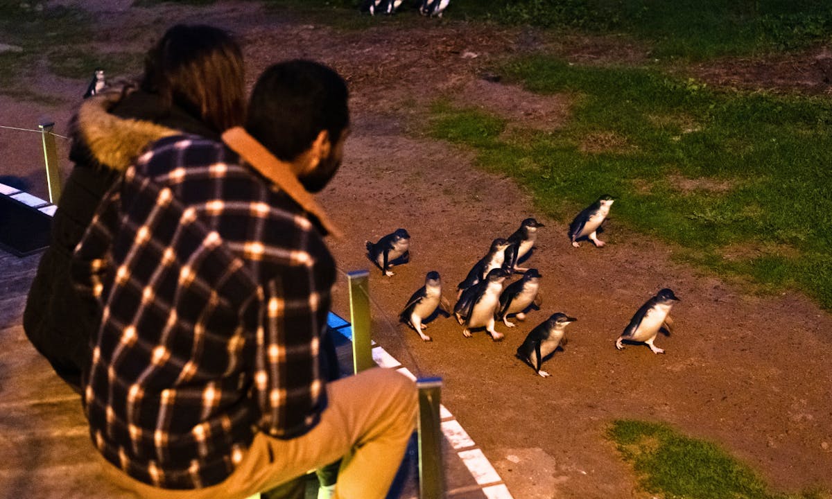 Rondleiding Penguin Parade Express vanuit Melbourne