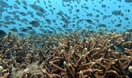 Excursão de mergulho com snorkel para restauração de corais em Bali com almoço