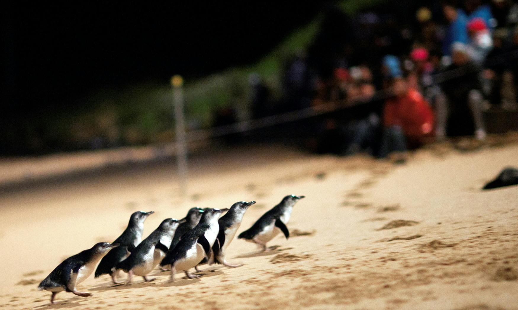 Phillip Island Penguin Parade small-group tour