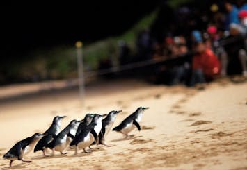 Phillip Island Penguin Parade small-group tour
