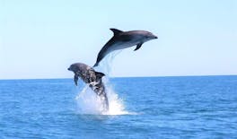 Escursione in barca e osservazione dei delfini