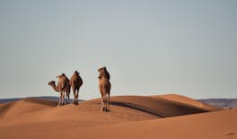Visita guidata di Douz, Matmata e Toujane da Djerba o Zarzis in jeep