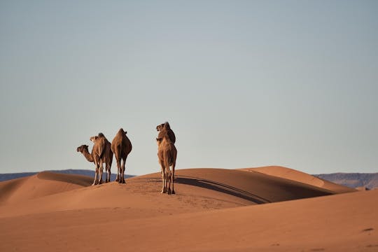 Visita guiada a Douz, Matmata y Toujane desde Djerba o Zarzis en jeep