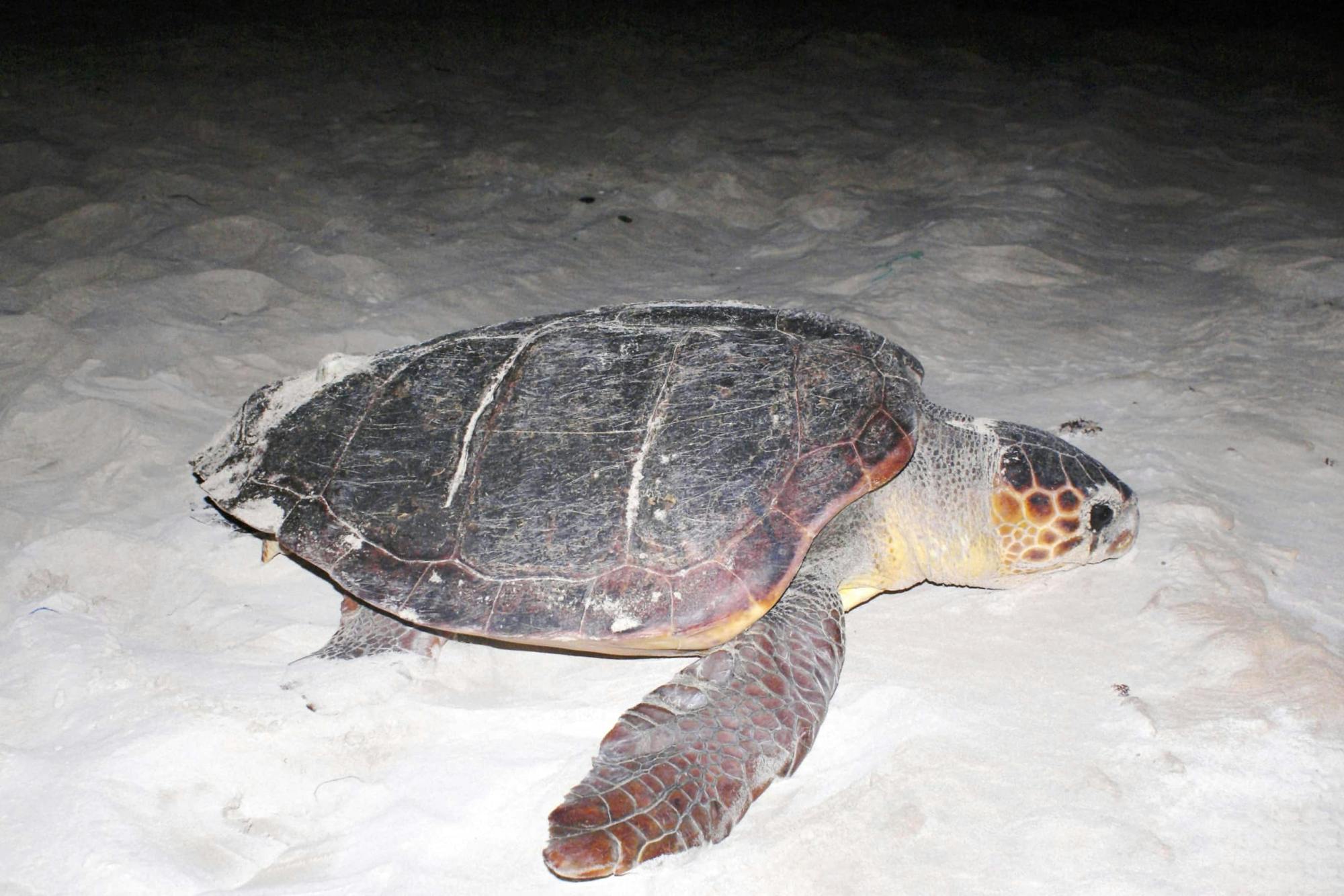 Boa Vista Turtle Watching Tour