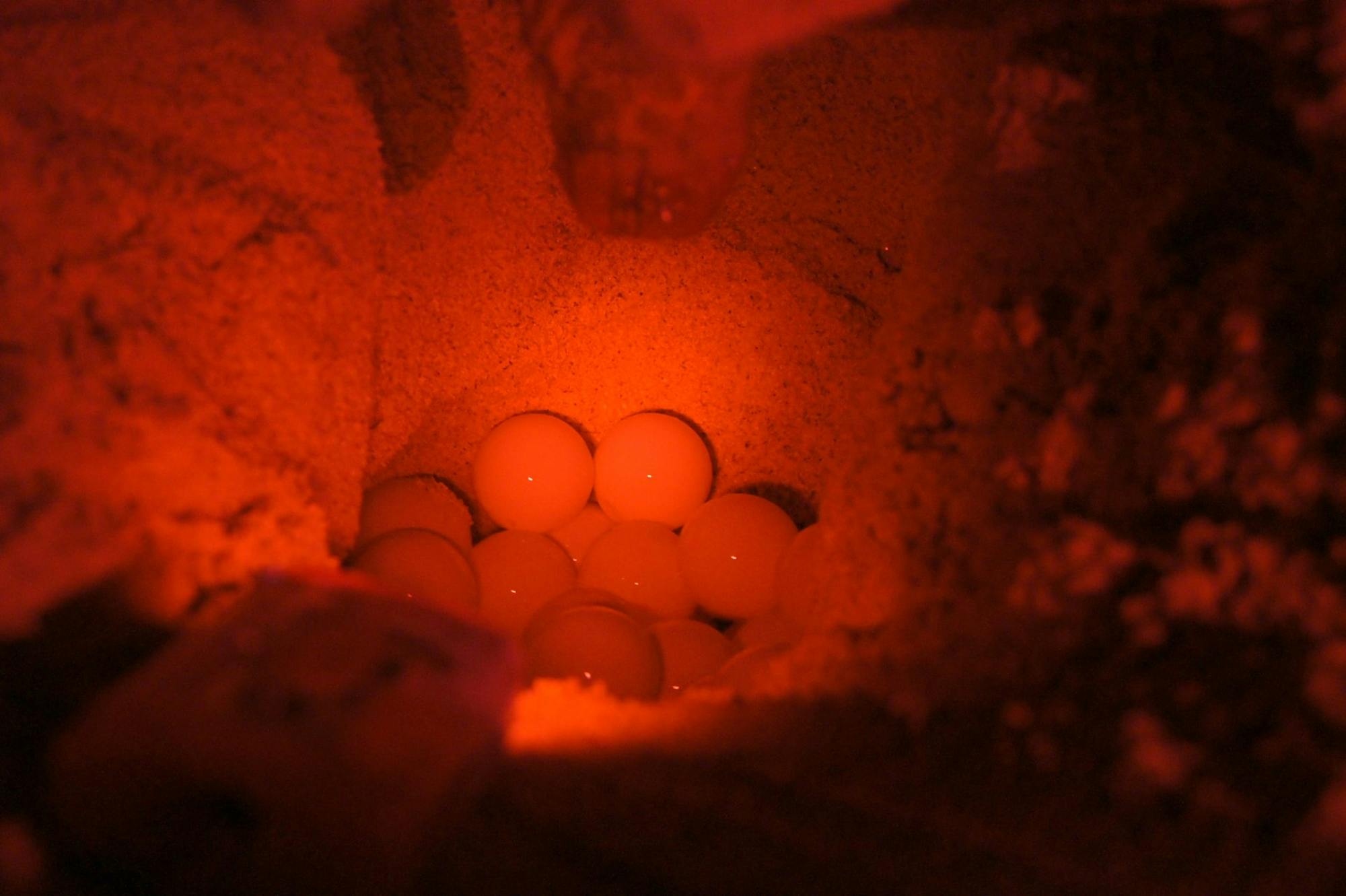 Boa Vista Turtle Watching Tour