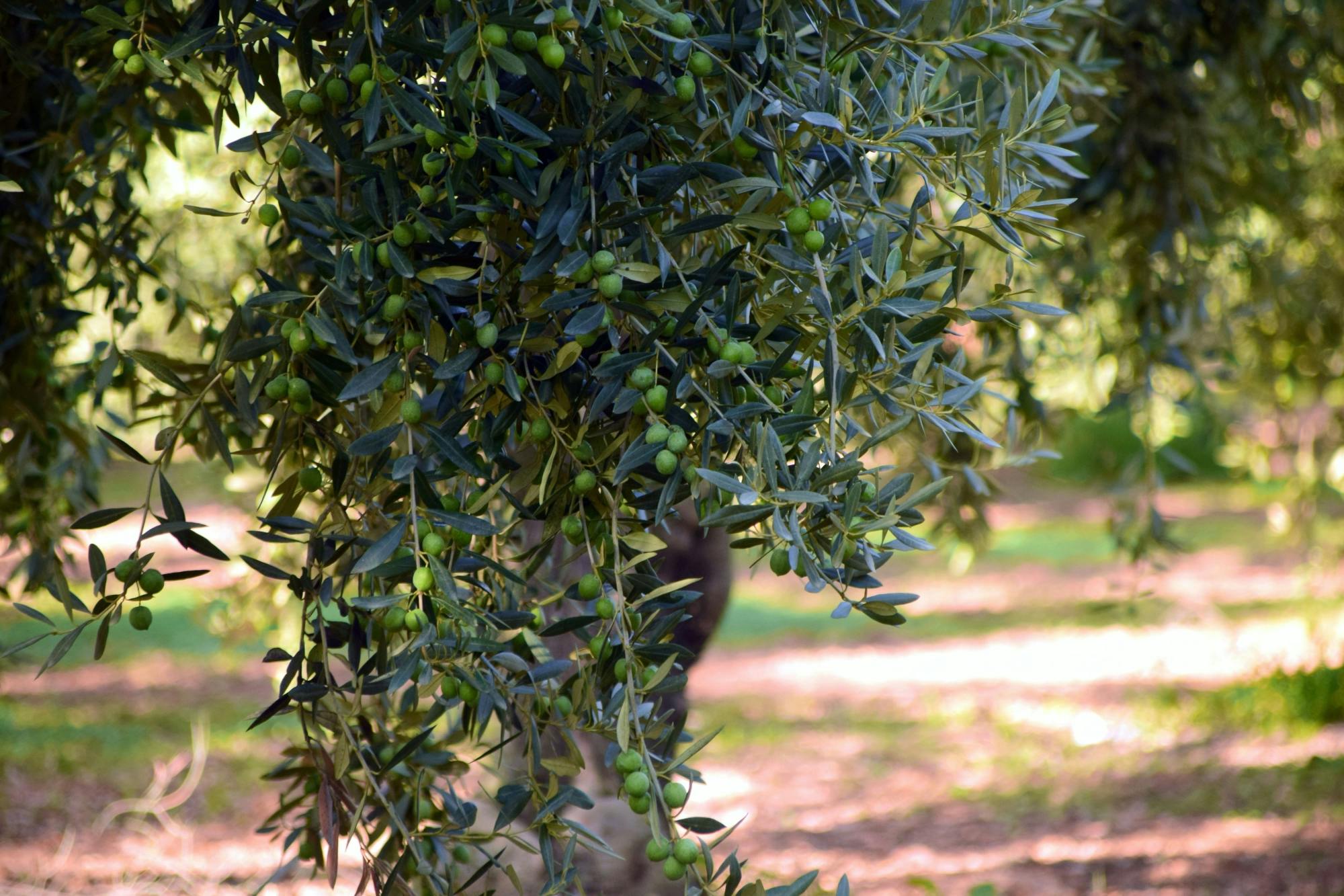 Alberobello and Ostuni from Salento Ionian Coast