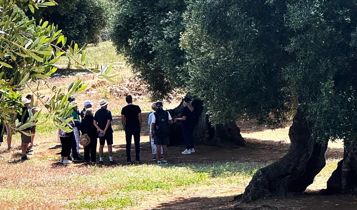 Olivenölverkostung in einer familiengeführten Mühle in Ostuni