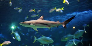 Billets pour l'aquarium de Lanzarote à Costa Teguise