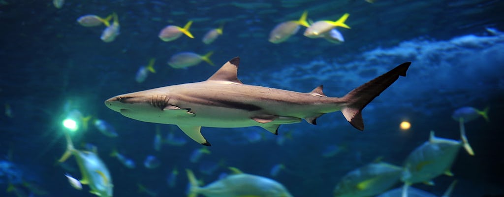 Tickets to the Lanzarote Aquarium in Costa Teguise