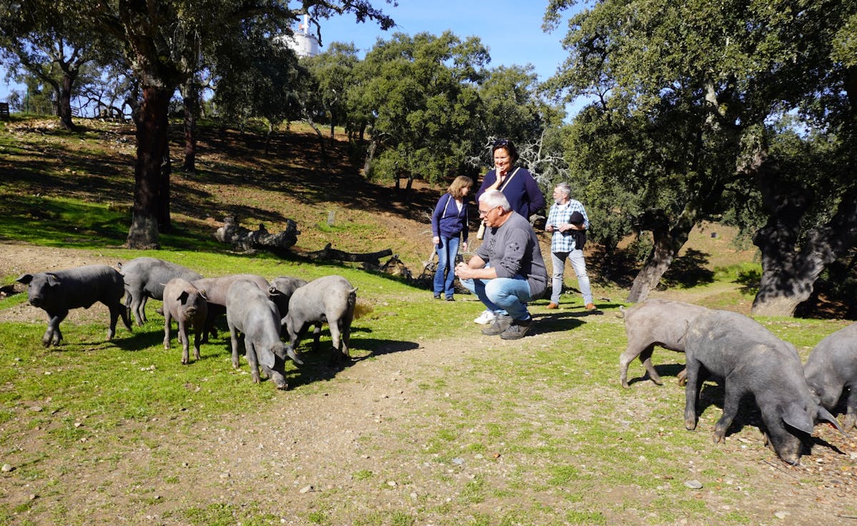 Jabugo Iberische hamroute met proeverij en rondleiding