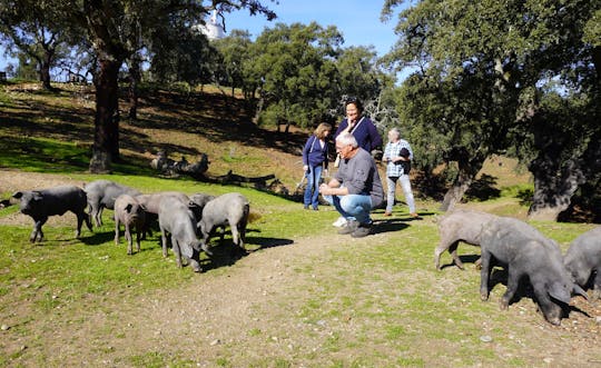 Jabugo Iberian Ham Route with Tasting and Guided Tour