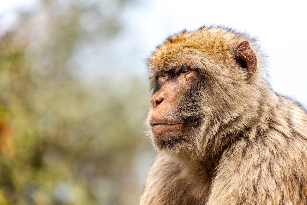 Guided day trip to Gibraltar with minibus tour of the Rock