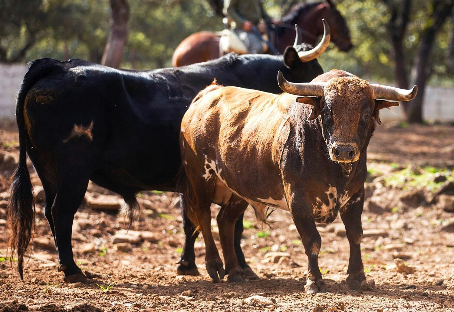 Full-day guided tour of Ronda with Reservatauro Ranch visit