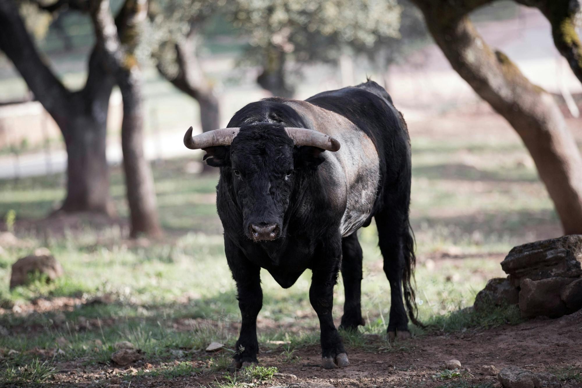 Full-day guided tour of Ronda with Reservatauro Ranch visit