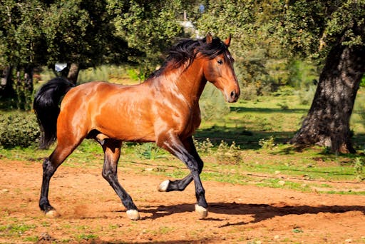 Full-day guided tour of Ronda with Reservatauro Ranch visit