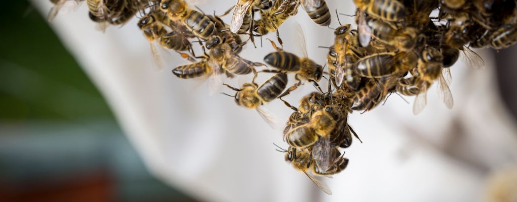 Guided beekeeping tour in Andorra