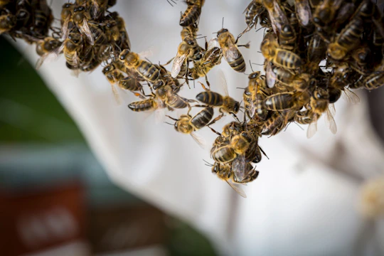 Guided beekeeping tour in Andorra with honey-tasting