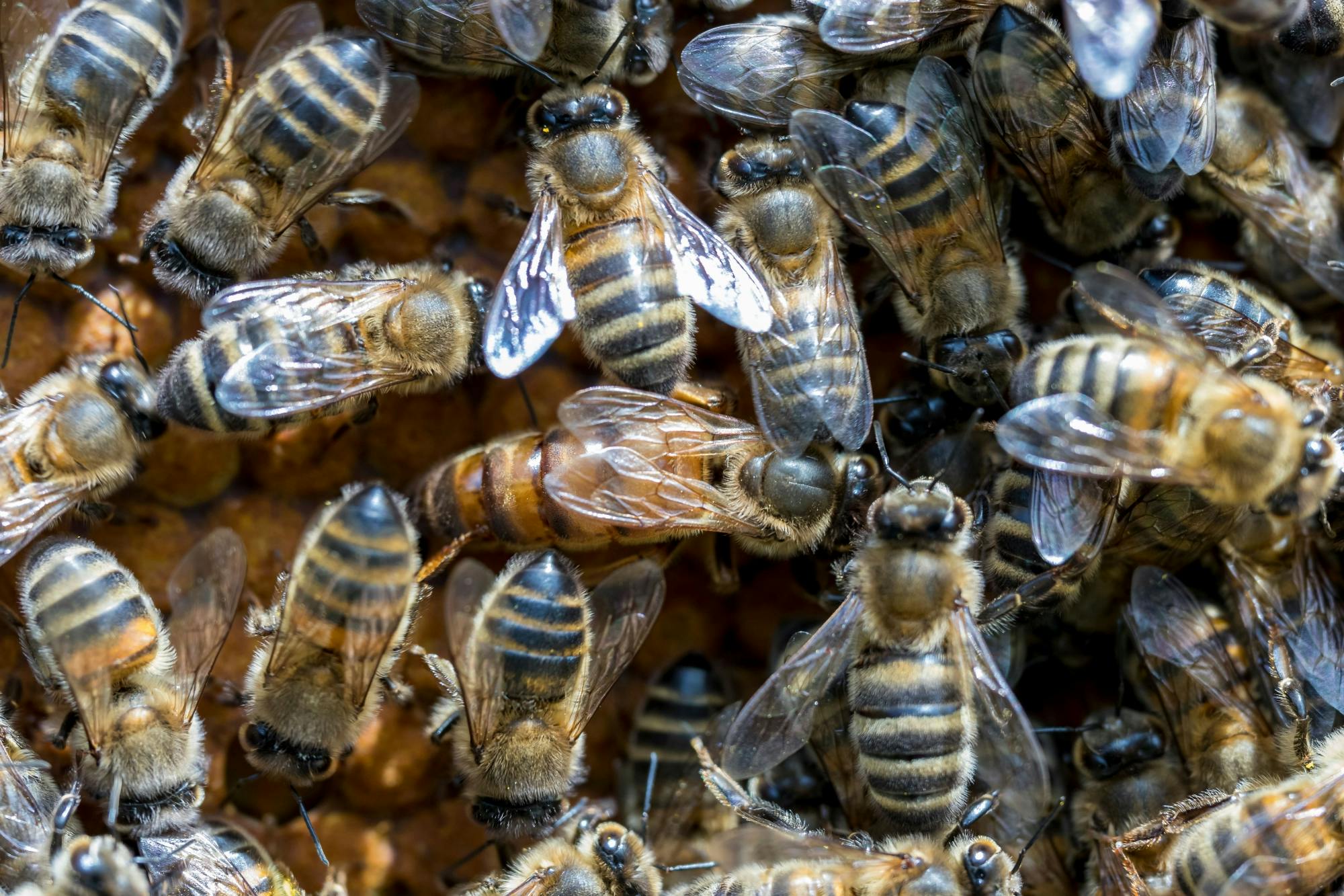 Guided beekeeping tour in Andorra