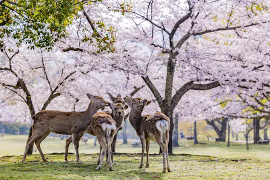 Tour guidato di un giorno intero al Parco di Nara, Osaka e Kobe da Kyoto